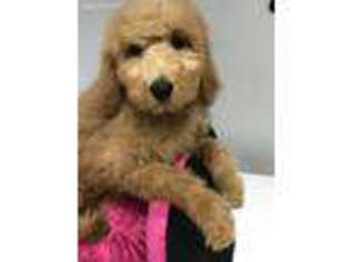 Goldendoodle Puppy for sale in Mundelein, IL, USA