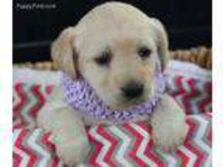 Labradoodle Puppy for sale in Arcola, IL, USA