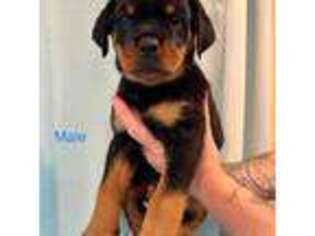 Rottweiler Puppy for sale in Canton, MA, USA