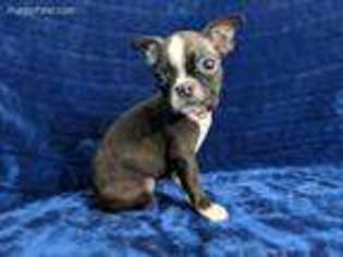 Boston Terrier Puppy for sale in Thorntown, IN, USA