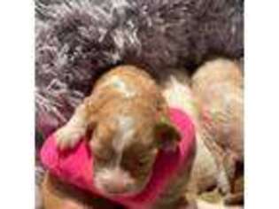 Cavachon Puppy for sale in Lebanon, TN, USA