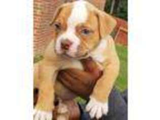 American Bulldog Puppy for sale in Grovetown, GA, USA