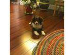 Australian Shepherd Puppy for sale in Jackson Heights, NY, USA