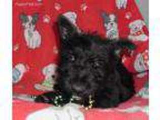 Scottish Terrier Puppy for sale in Roseville, IL, USA