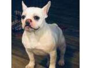 French Bulldog Puppy for sale in Aurora, CO, USA