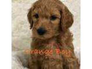 Goldendoodle Puppy for sale in Winters, CA, USA
