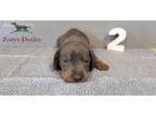 Dachshund Puppy for sale in Blountsville, AL, USA