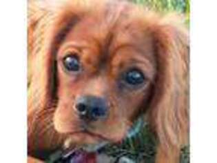 Cavalier King Charles Spaniel Puppy for sale in Winchester, TN, USA