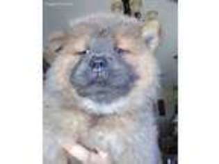 Chow Chow Puppy for sale in Weatherford, TX, USA