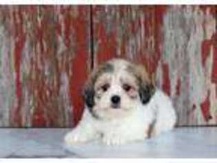 Shih-Poo Puppy for sale in Sterling Heights, MI, USA