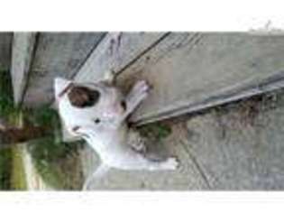Bull Terrier Puppy for sale in Chattanooga, TN, USA