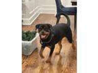Rottweiler Puppy for sale in Great Neck, NY, USA