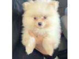 Pomeranian Puppy for sale in Hanford, CA, USA