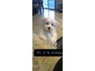 Havanese Puppy for sale in Sterling Heights, MI, USA