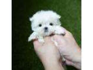 Maltese Puppy for sale in Wellesley, MA, USA