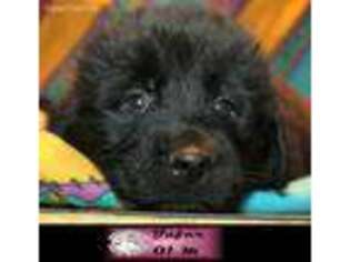 Newfoundland Puppy for sale in Brownington, VT, USA