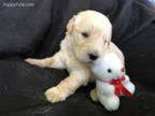 Labradoodle Puppy for sale in Sacramento, CA, USA