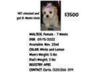Maltese Puppy for sale in Sierra Vista, AZ, USA