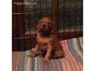 Irish Setter Puppy for sale in Crete, NE, USA