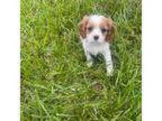 Cavalier King Charles Spaniel Puppy for sale in Resaca, GA, USA