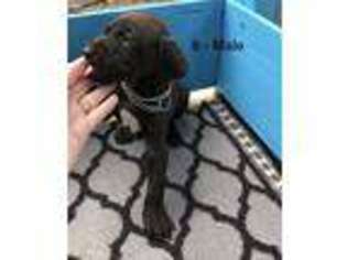 German Shorthaired Pointer Puppy for sale in Alachua, FL, USA