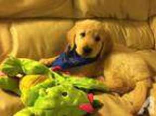 Golden Retriever Puppy for sale in SUNNYVALE, CA, USA