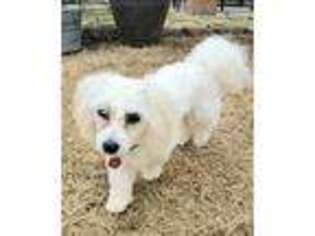 Coton de Tulear Puppy for sale in Prairie Grove, AR, USA