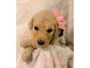 Goldendoodle Puppy for sale in Randleman, NC, USA