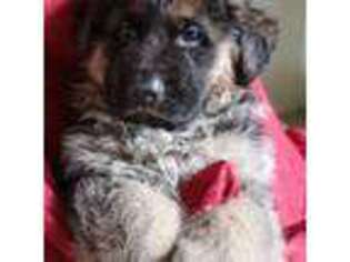 German Shepherd Dog Puppy for sale in Yelm, WA, USA