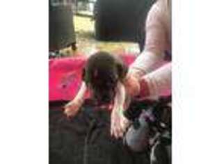 German Shorthaired Pointer Puppy for sale in York, SC, USA