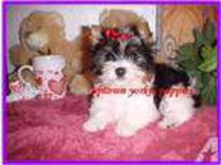 Yorkshire Terrier Puppy for sale in SALLISAW, OK, USA
