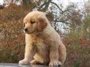 Golden Retriever Puppy for sale in Spring Hope, NC, USA