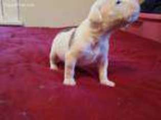 Alapaha Blue Blood Bulldog Puppy for sale in Raleigh, NC, USA