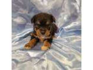 Yorkshire Terrier Puppy for sale in Pearson, GA, USA