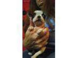 Boston Terrier Puppy for sale in New London, MO, USA