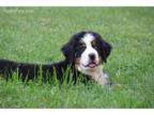 Bernese Mountain Dog Puppy for sale in Camby, IN, USA