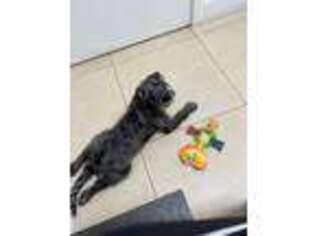 Labradoodle Puppy for sale in Hollywood, FL, USA