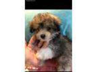 Mutt Puppy for sale in Union Bridge, MD, USA