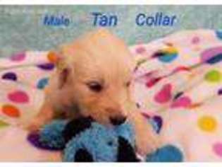 Golden Retriever Puppy for sale in Kress, TX, USA
