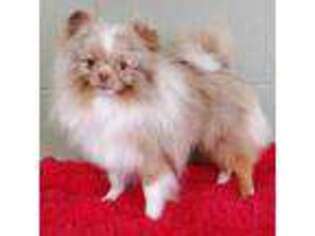 Pomeranian Puppy for sale in San Luis Obispo, CA, USA