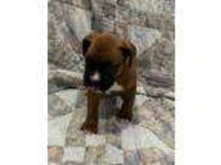 Boxer Puppy for sale in Flora, IL, USA