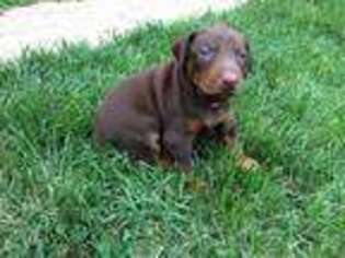 Doberman Pinscher Puppy for sale in Bridgeport, MI, USA