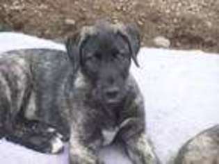 Irish Wolfhound Puppy for sale in Gifford, WA, USA