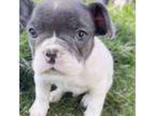 French Bulldog Puppy for sale in Bayville, NJ, USA