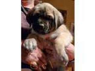 Mastiff Puppy for sale in Two Rivers, WI, USA