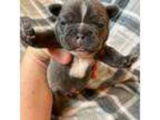 French Bulldog Puppy for sale in Coeur D Alene, ID, USA