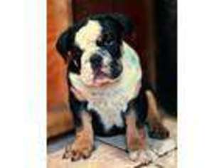 Bulldog Puppy for sale in STOCKDALE, TX, USA