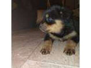 Rottweiler Puppy for sale in Orangeburg, SC, USA
