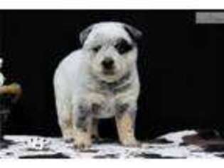 Buggs Puppy for sale in Kansas City, MO, USA