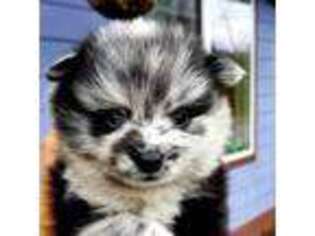 Pomeranian Puppy for sale in Port Angeles, WA, USA